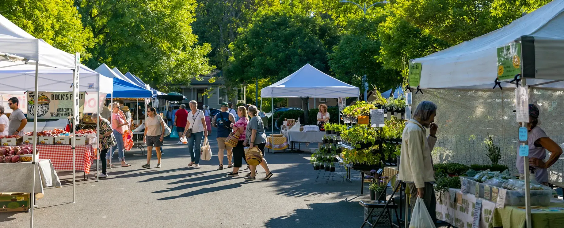 Shoppers browsing produce stands at a Chico farmers market